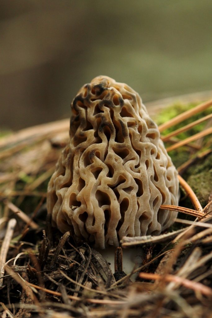 Close-up of true morel with honey-combed appearance.