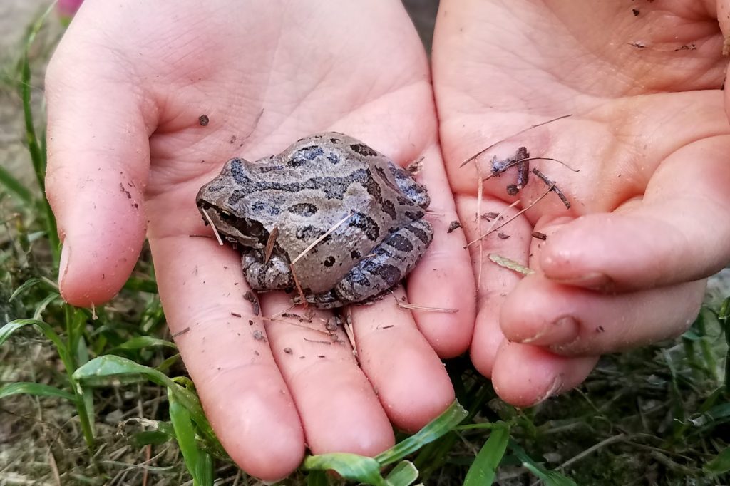 Brown morph of the Pacific chorus frog held in someone's hand.