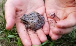 Pacific chorus frog