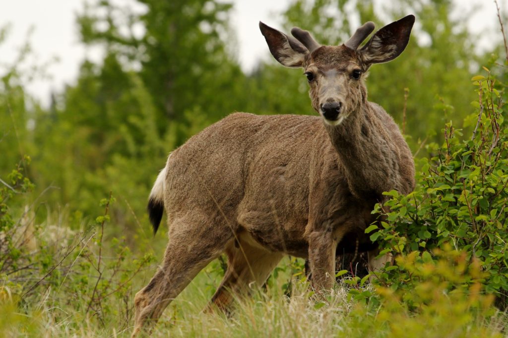 Mule deer have a lighter patch of hair between their eyes and nose than whitetail deer.