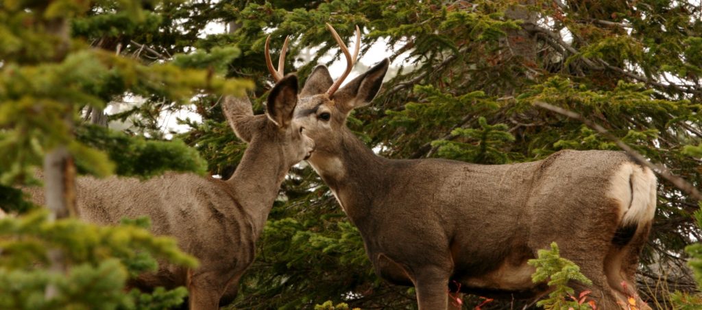 Mule deer are identified by large ears, white rump, black-tipped tail and forked antlers.