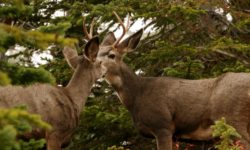 Large ears, white rump, black-tipped tail and forked antlers identify a mule deer.