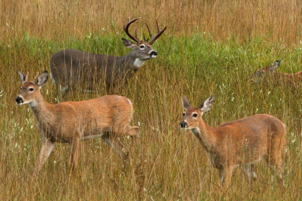 Coloration of deer depends on the time of year. These female whitetail deer in September are reddish-brown.