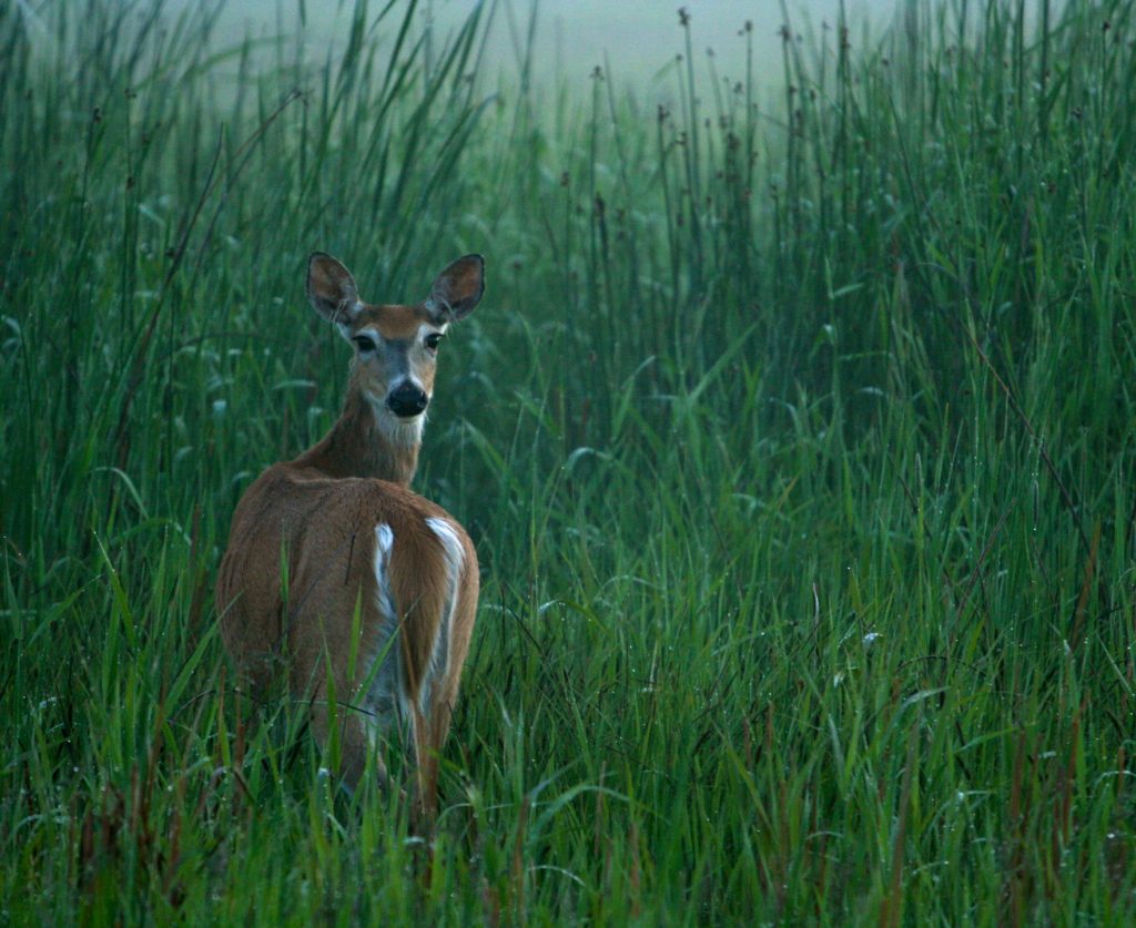 White around the eyes and nose, a larger tail and a smaller white rump patch identify a whitetail deer.