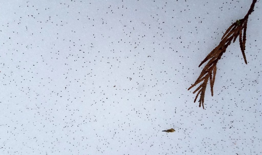 Mullein seeds scattered on the snow.