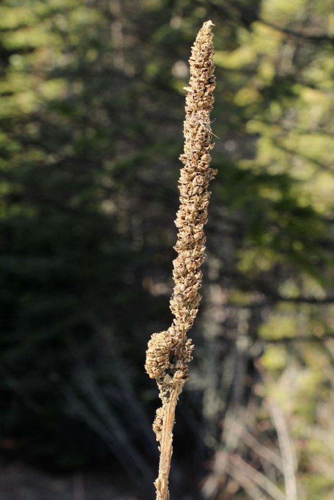 A brown mullein flower stalk in winter.