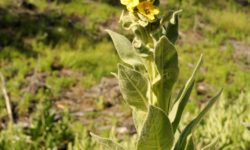 Mullein flower stalk with three yellow flowers open.