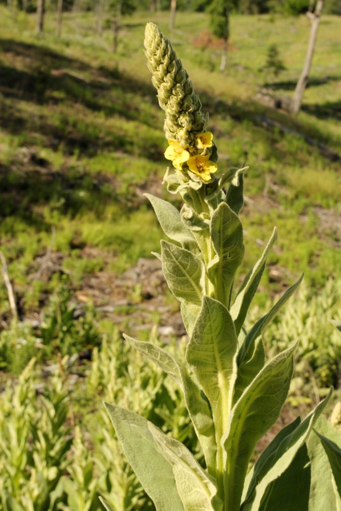 A mullein blooming. The mullein leaves begin as a basal rosette and as they ascend the flower stalk they become smaller.