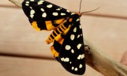Bold markings are characteristic of tiger moths and can include stripes, spots or bands on their wings and body.