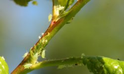 Aphids feeding on the stem of a fruit tree.