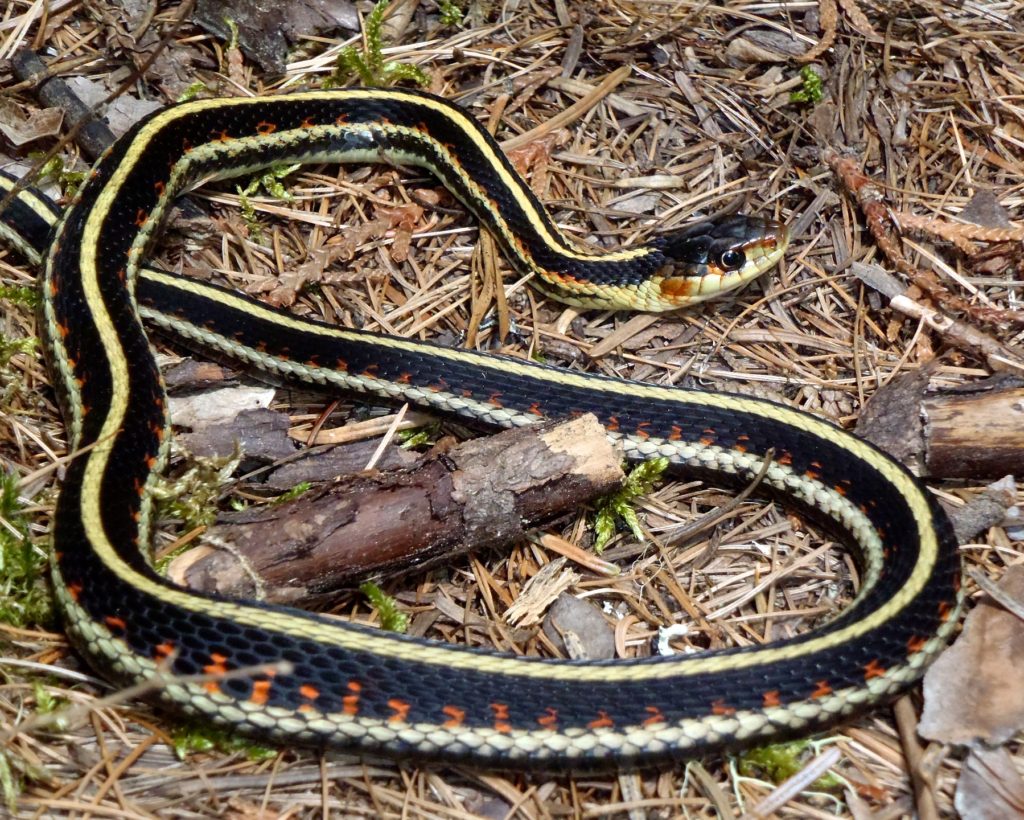 A common garter snake with black, yellow and red scales. Chromatophores are pigment cells in the inner dermis that give snake scales their color.