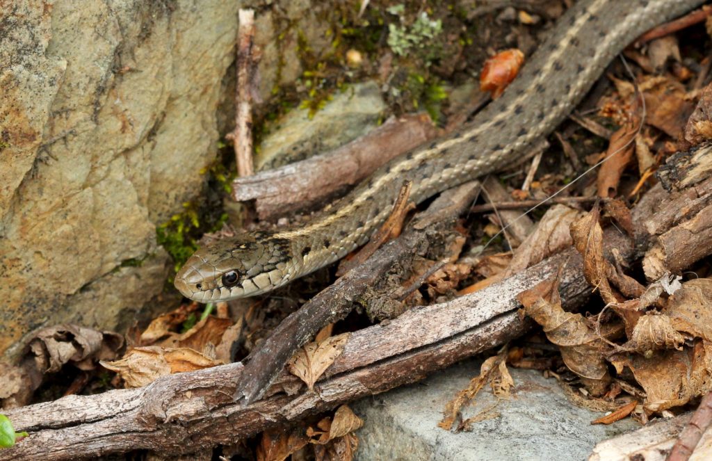 A western terrestrial garter snake shows that snake scales can either be smooth or keeled. Smooth scales make the snake look shiny while keeled scales make the snake look dull.