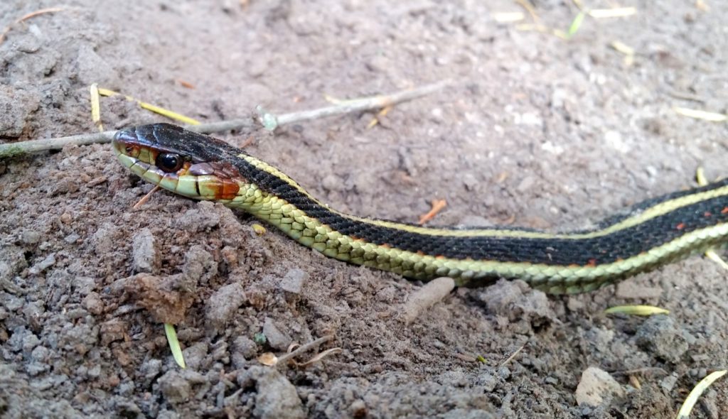 The scales on a snake help minimize evaporation and also provide a waterproof layer.