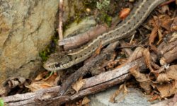 Terrestrial gartersnake