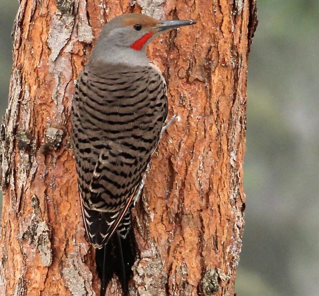 Male red-shafted Northern Flicker