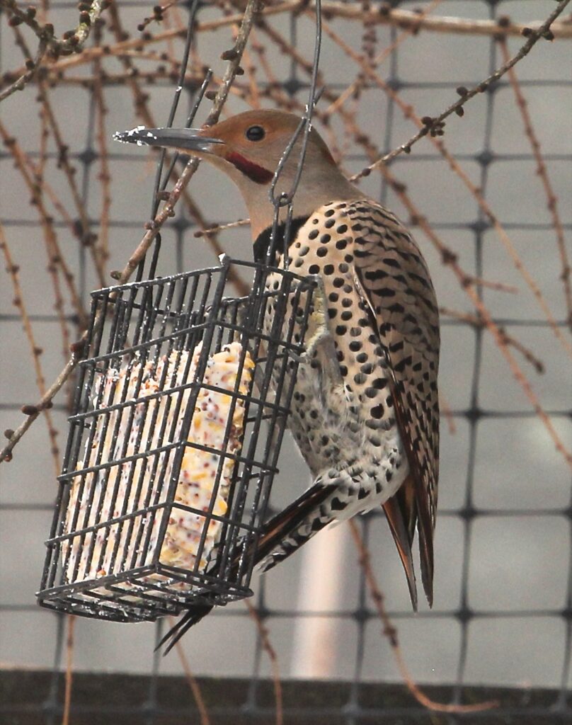 Hybrid red-shafted Northern Flicker with a mixed black and red mustache feeding on suet at bird feeder.