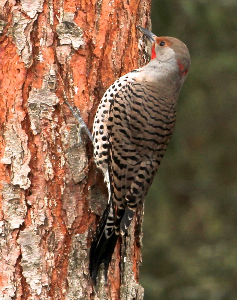 Hybrid red-shafted Northern Flicker with red mustache and red on nape