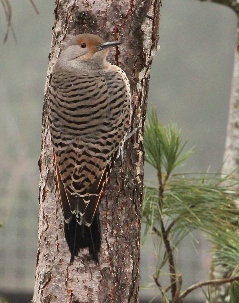 Female red-shafted Northern Flicker
