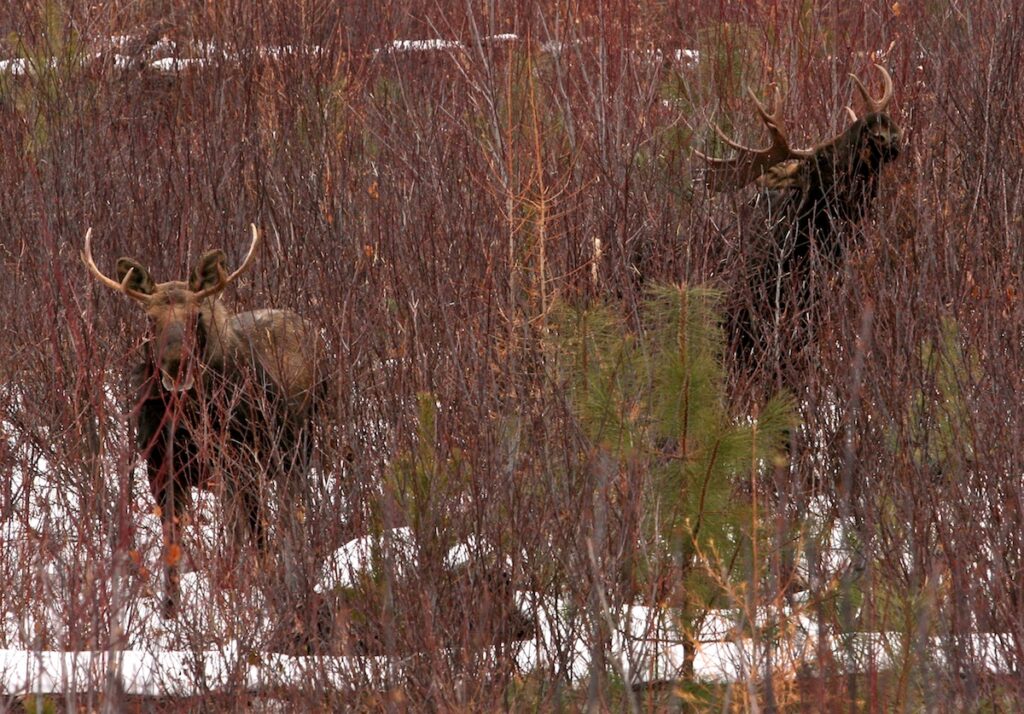 Two bull moose with antlers feeding on willow in winter