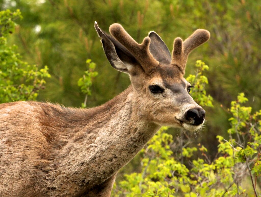 A buck mule deer with growing antlers in velvet.