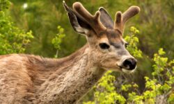 A buck mule deer with growing antlers in velvet.