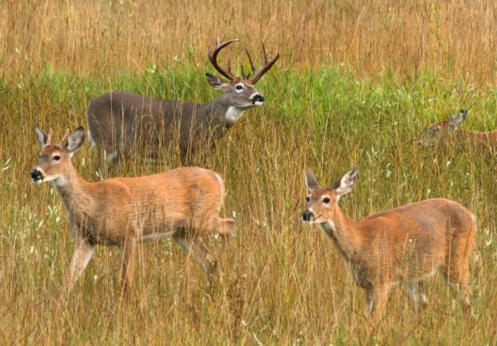 Whitetail deer grazing in a field. One buck with the velvet rubbed off, one spike buck with velvet on and two does.