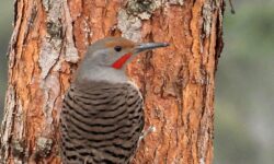 Male red-shafted Northern Flicker