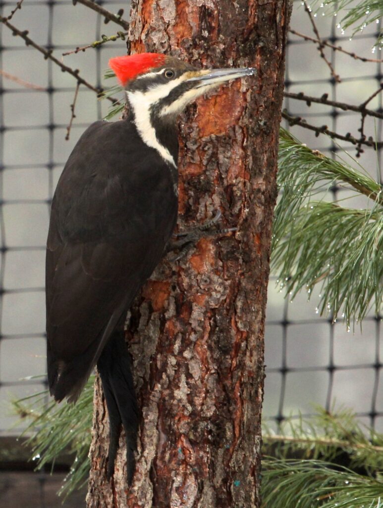 Female pileated woodpecker with a black mustache.