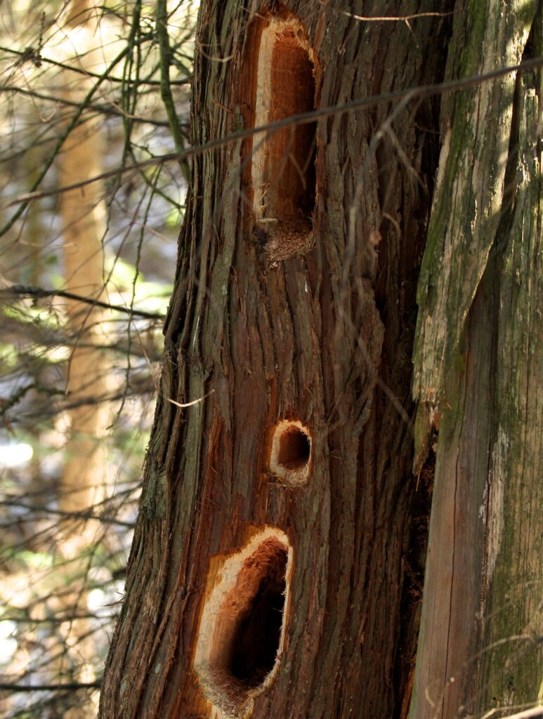 Pileated woodpecker's rectangular excavation holes in a cedar tree.