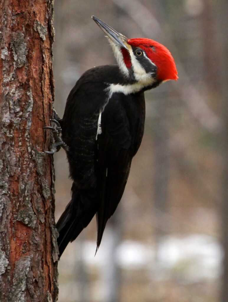 Male pileated woodpecker with red mustache