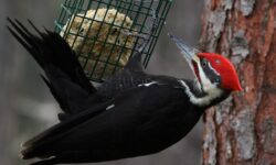 Male pileated woodpecker eats suet from a feeder.