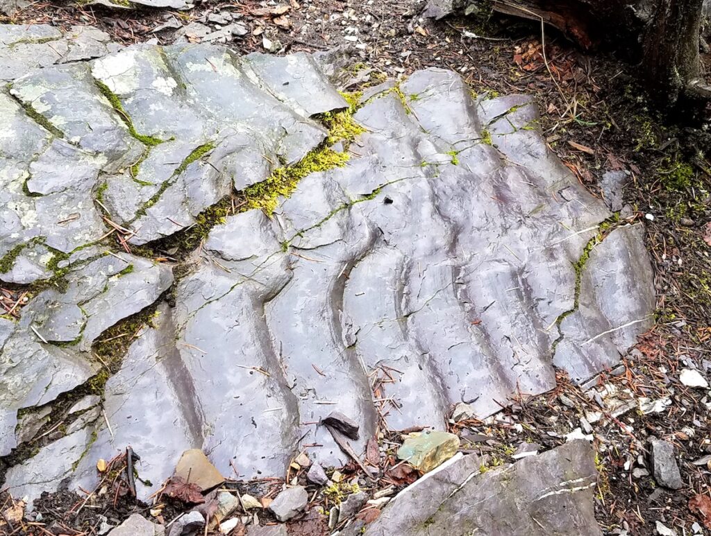 Asymmetrical ripple marks in sedimentary rocks