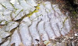 Asymmetrical ripple marks in sedimentary rocks