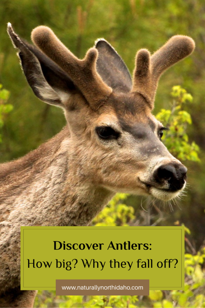 Mule deer with growing velvet antlers.