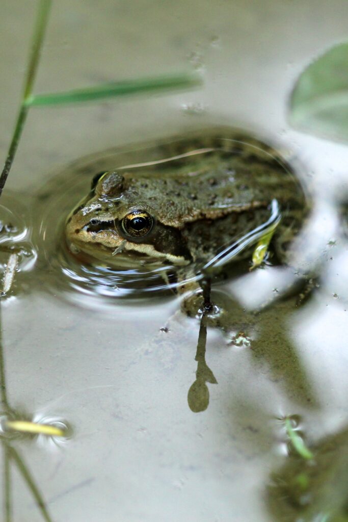 Columbia spotted frog half-submerged in pond