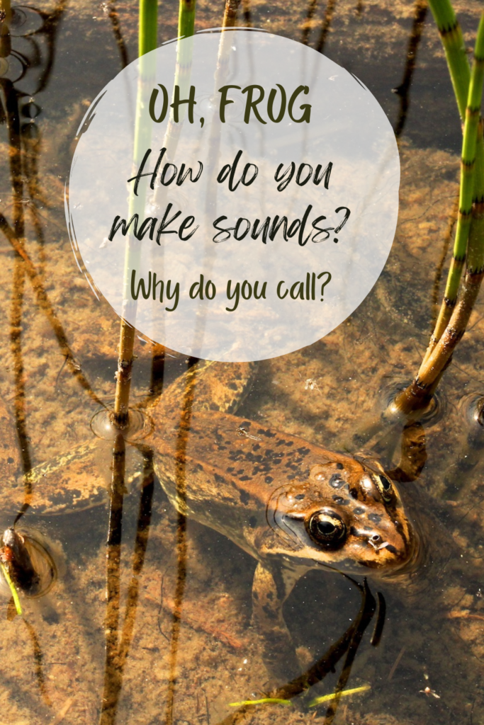 How are frog sounds made? Pinterest image
