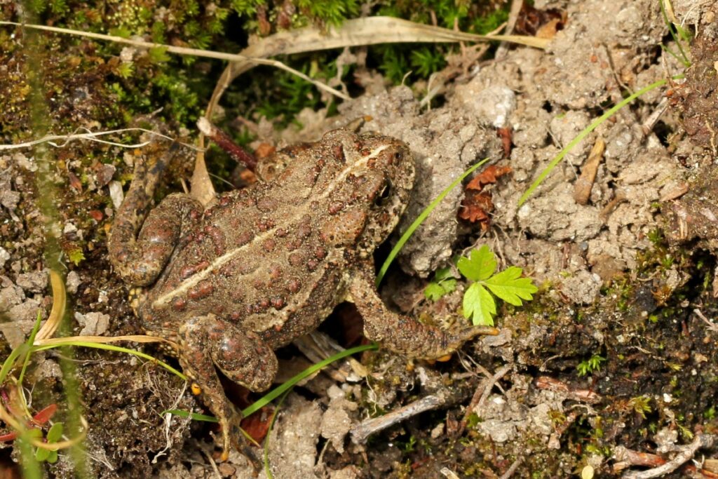 Western toad camouflaged among moss and dirt