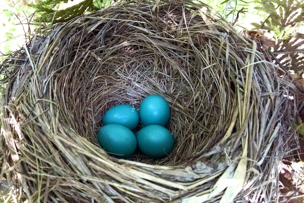 Four blue robin's eggs in a nest.