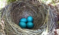 Four blue robin's eggs in a nest.