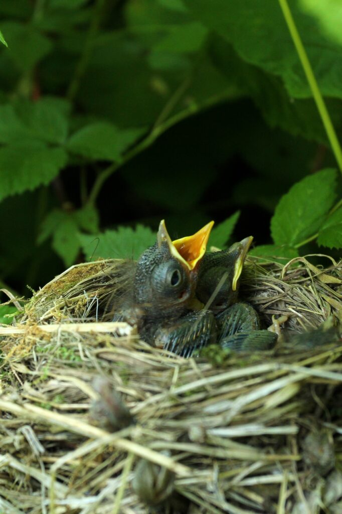 Two baby robins in a nest and one has its mouth open for food.