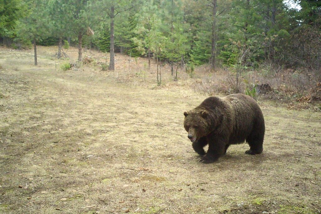 Large grizzly bear lumbering through woods.