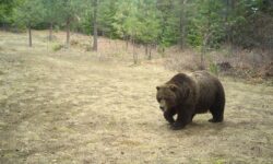 Large grizzly bear lumbering through woods.