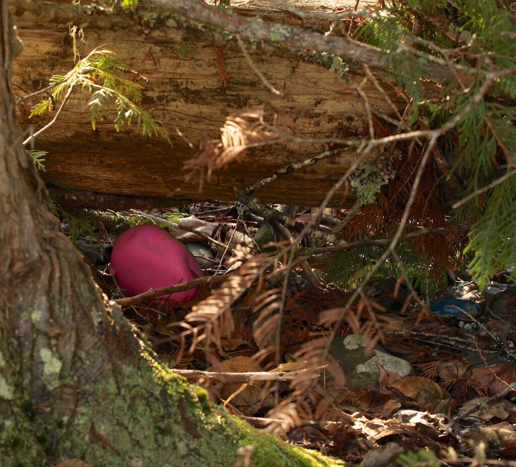A pink painted rock is hidden under a fallen tree.