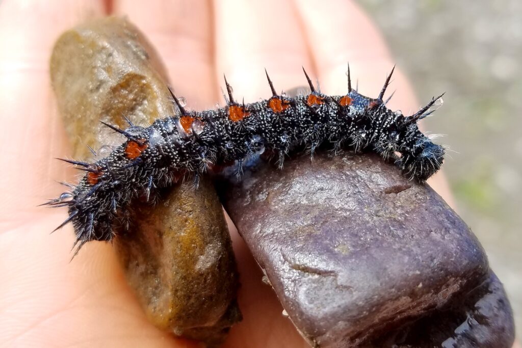 The mourning cloak caterpillar is black with reddish-orange spots along the back. Also has big black spines and smaller white hairs.