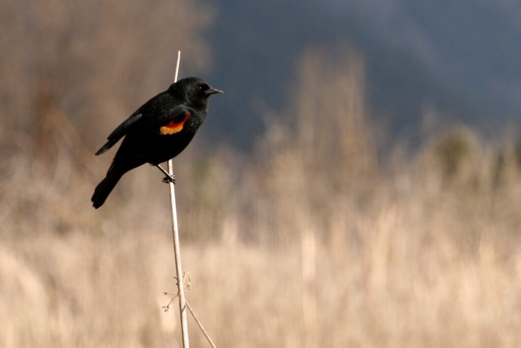 Red-winged blackbird perched on a cattail.