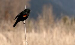 Red-winged blackbird perched on a cattail.