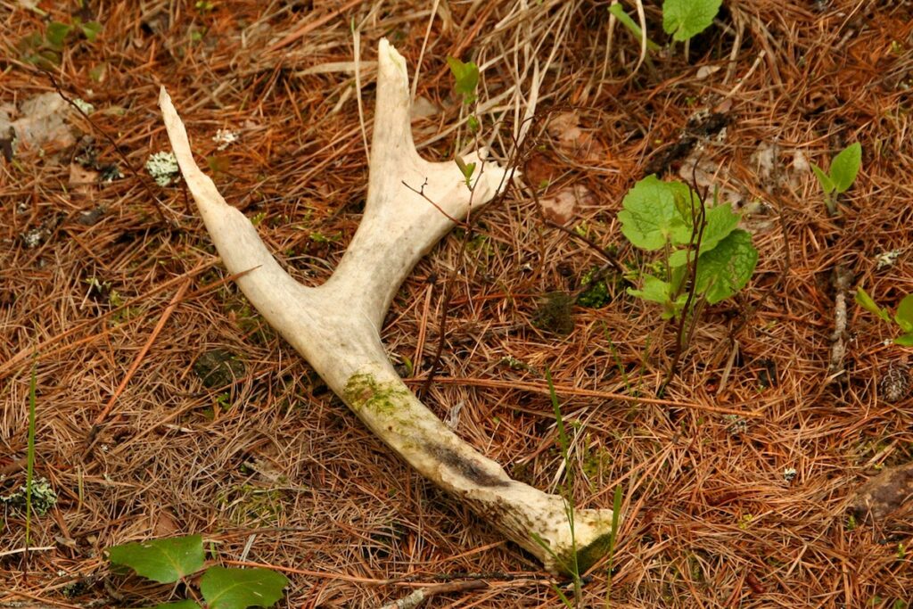 A mule deer antler with the tips gnawed off and chew marks on the main beam. Laying on the forest floor.